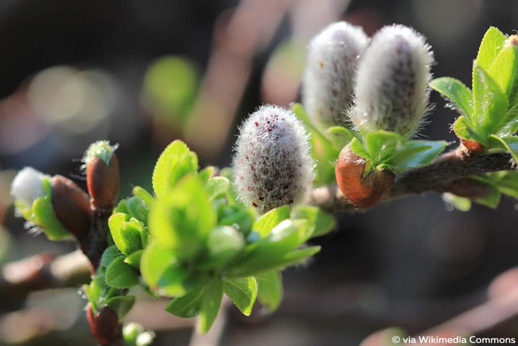 Kurzzahn-Weide (Salix breviserrata), Weidensträucher