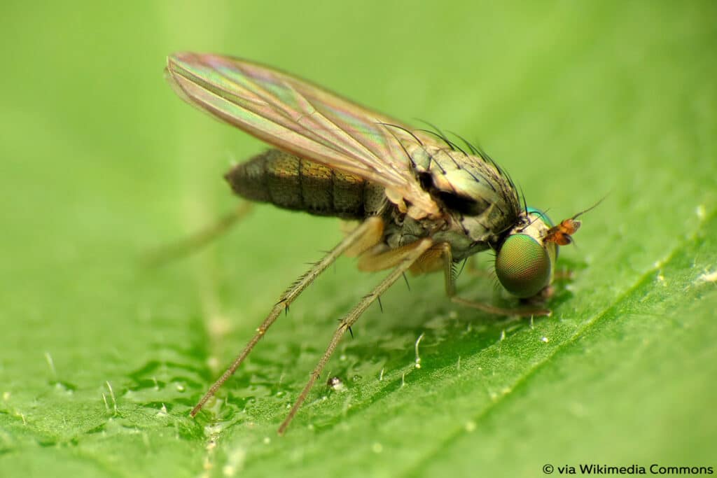 Langbeinfliegen (Dolichopodidae)