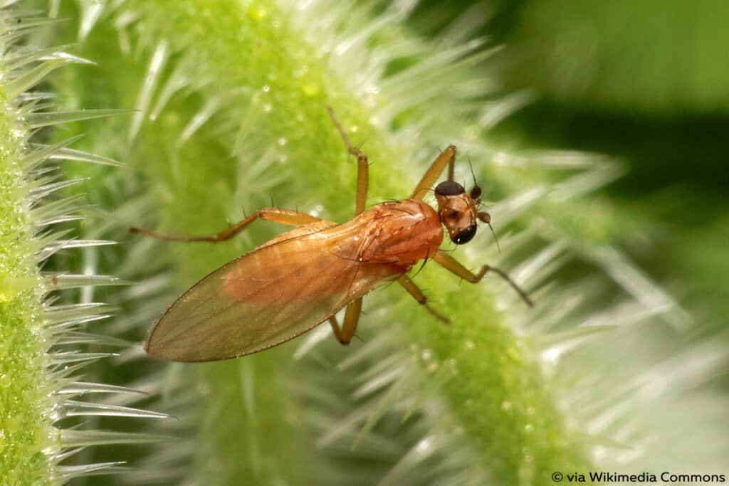 Lanzenfliegen (Lonchopteridae)