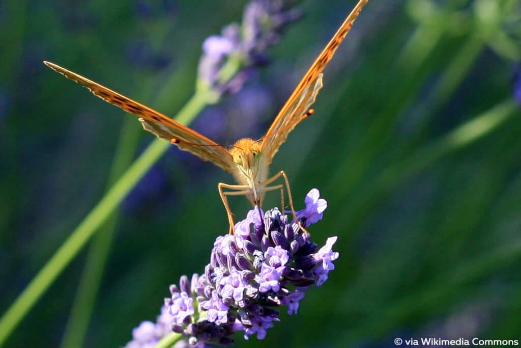 Lavandin, Lavandula intermedia