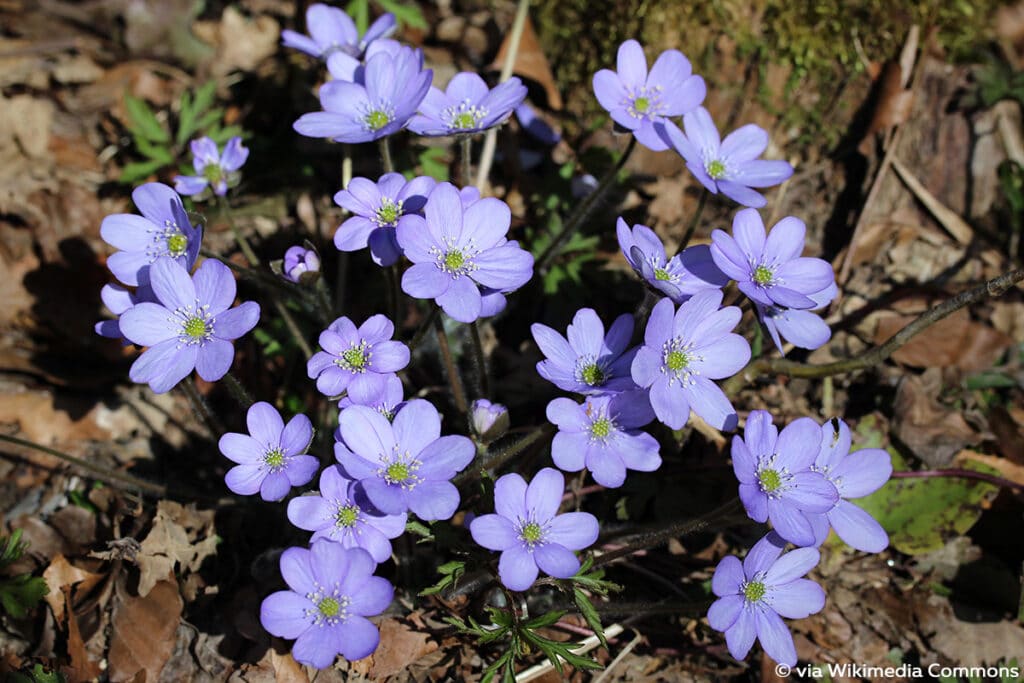 Leberblümchen (Hepatica nobilis), Frühlingsblüher