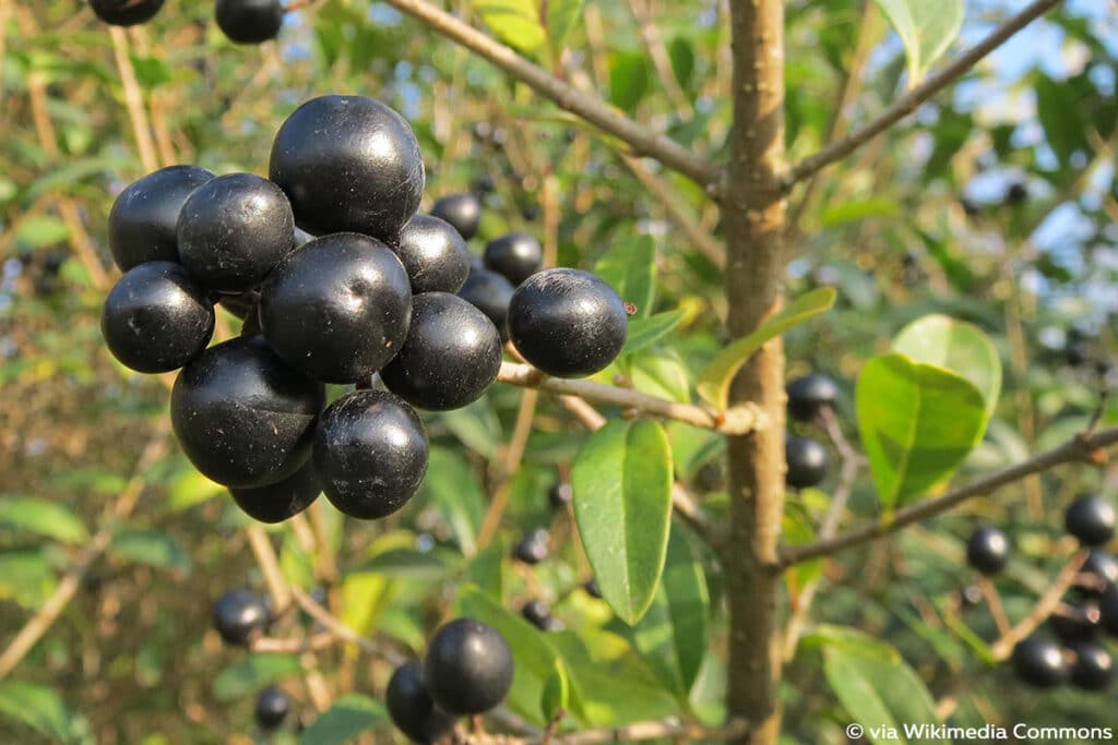 Ligustrum vulgare, schwarze Beeren