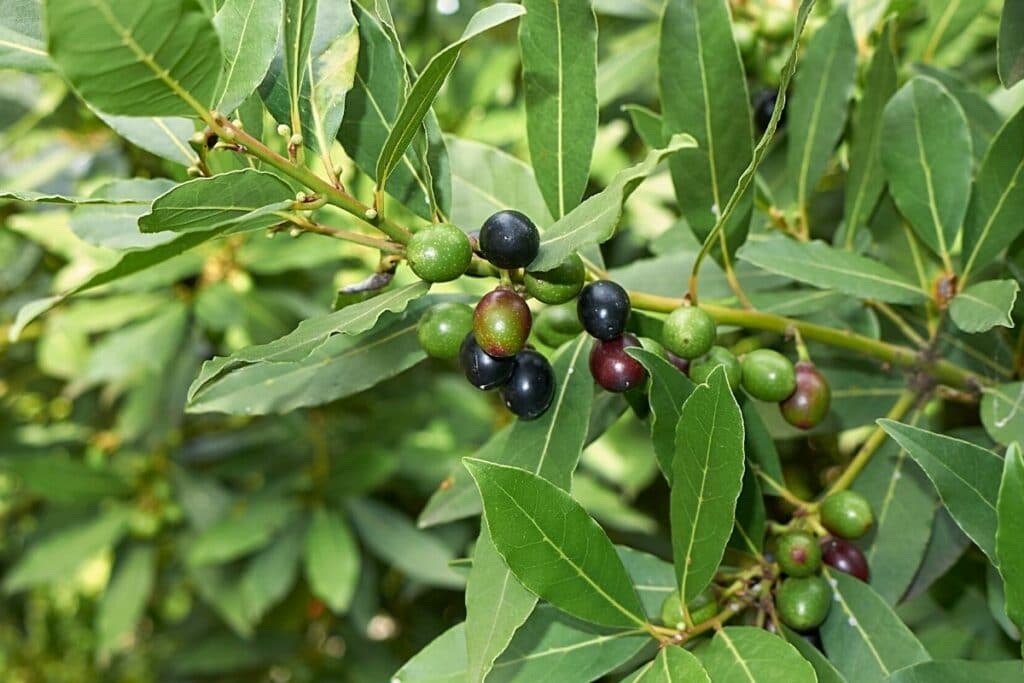 Lorbeerbaum - Laurus nobilis