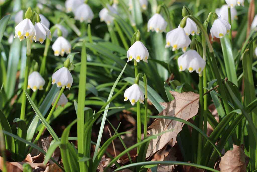 Märzenbecher (Leucojum vernum), Frühlings-Knotenblume