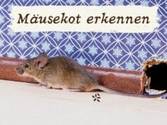 Mäusekot erkennen