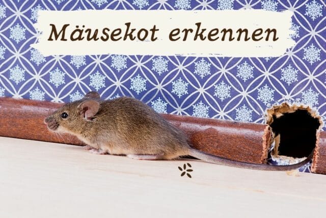 Mäusekot erkennen