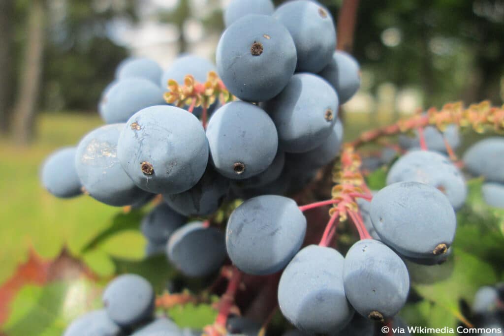 Mahonien (Mahonia aquifolium)