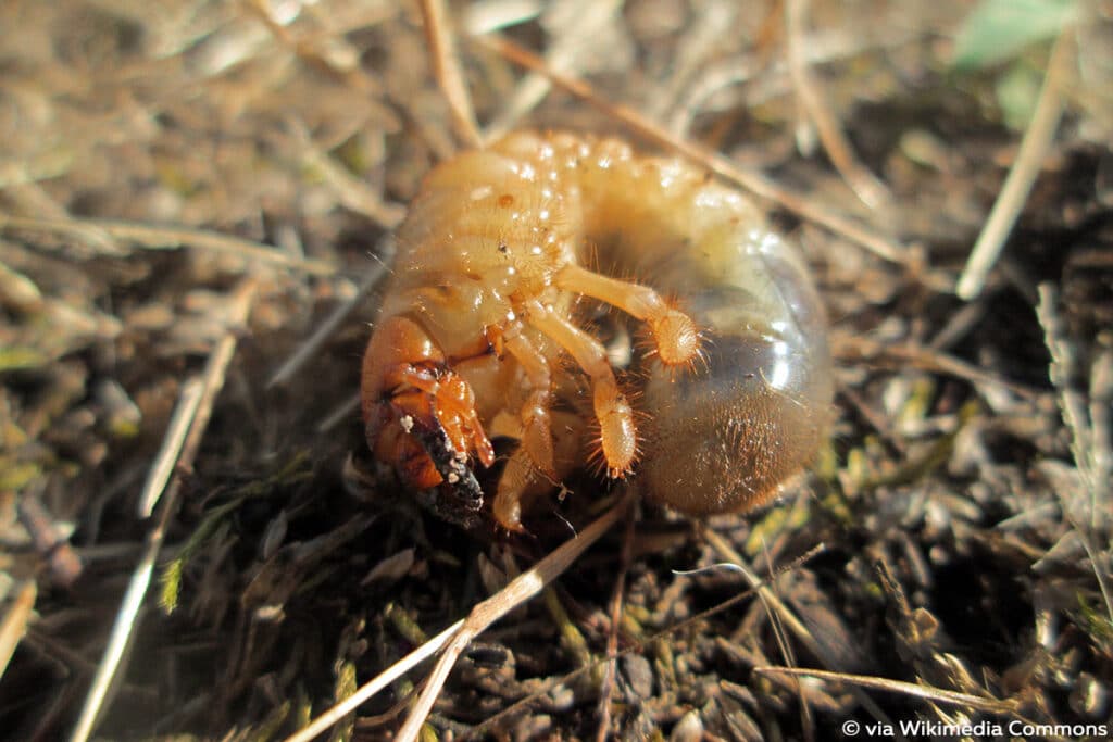 Maikäfern (Melolontha), Engerling