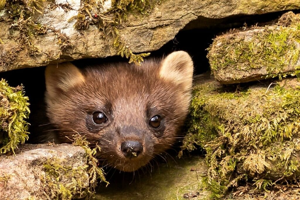 Marderbau: so erkennen Sie Marder im Garten 