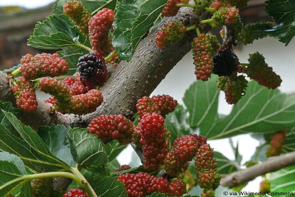 Maulbeere – Morus, schwarze Beeren