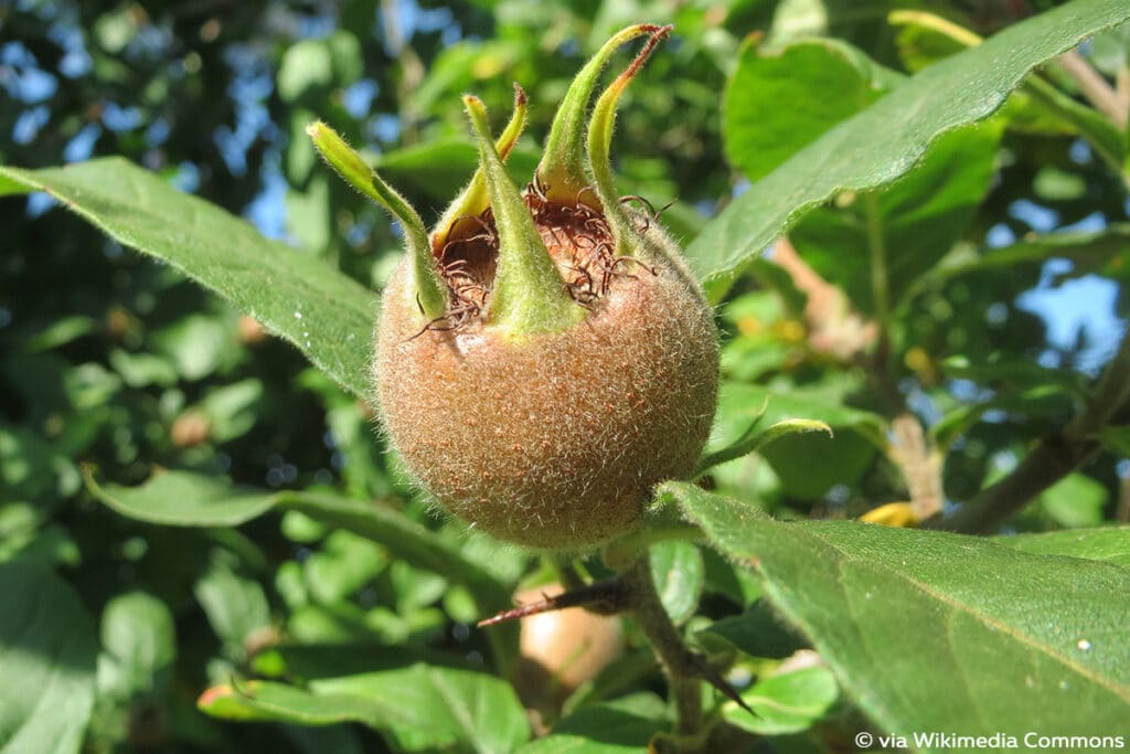 Mispel, Beeren