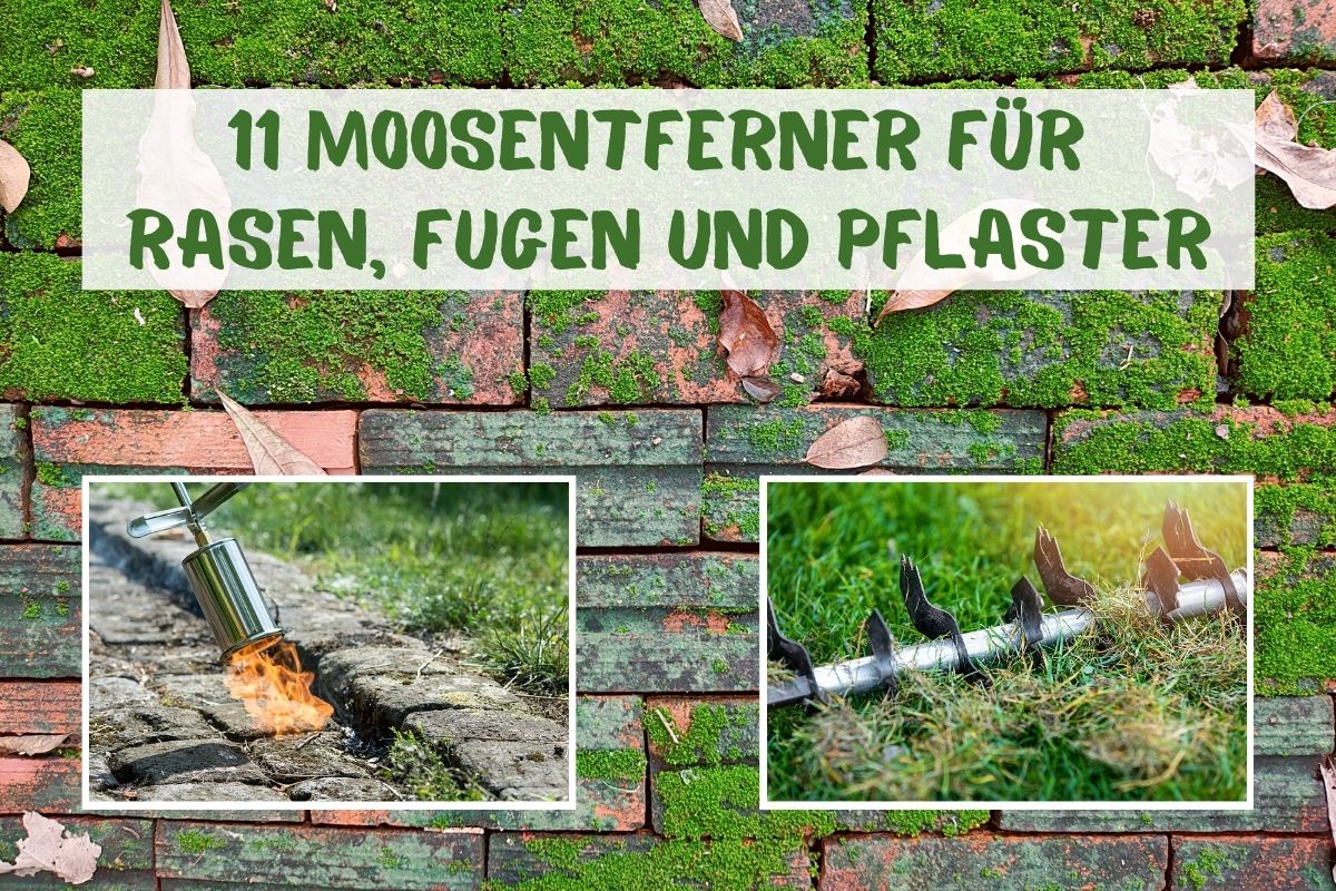 Moos entfernen: 11 Hausmittel für Pflaster, Fugen & Rasen ...