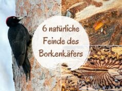 natürliche Feinde des Borkenkäfers
