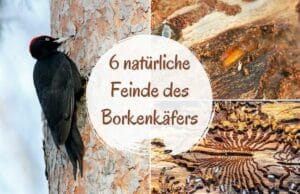 natürliche Feinde des Borkenkäfers