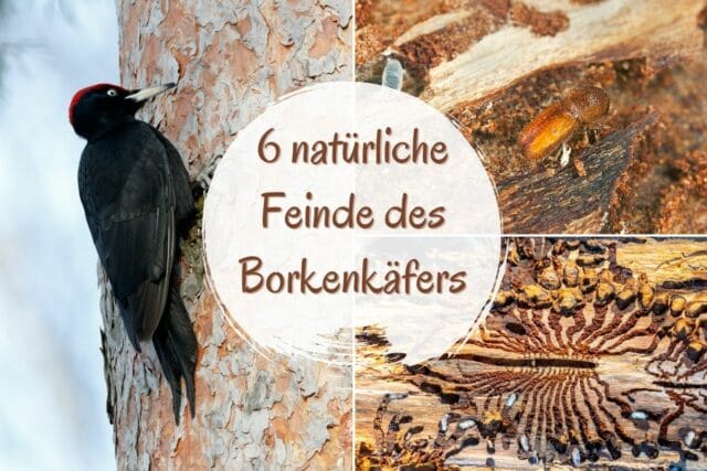 natürliche Feinde des Borkenkäfers