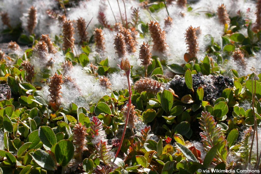 Netzweide (Salix reticulata)