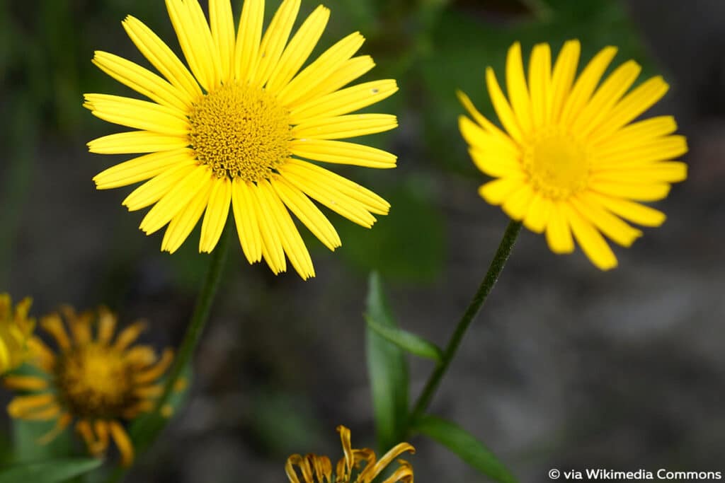 Sommer Blumen, Ochsenauge (Buphthalmum salicifolium)