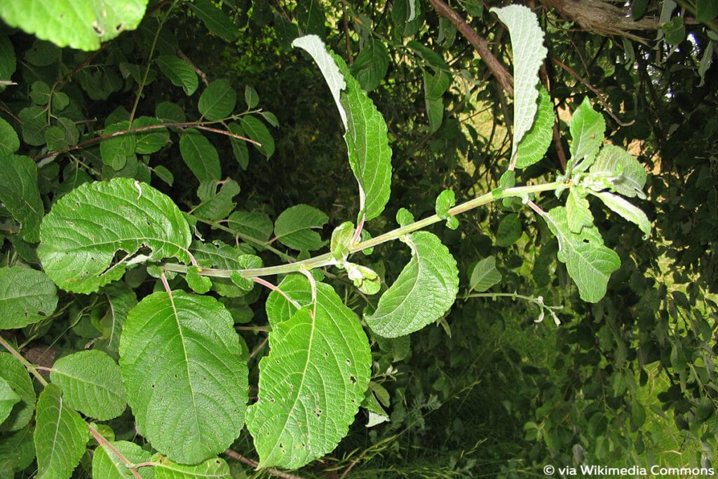 Ohr-Weide (Salix aurita), Weidensträucher