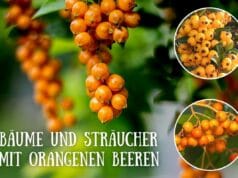 Orange Beeren an Bäumen