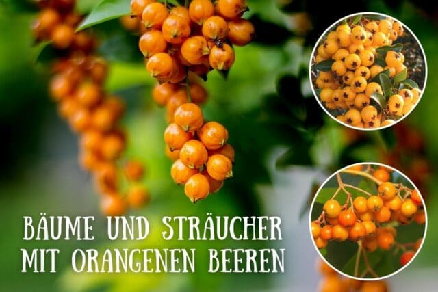 Orange Beeren an Bäumen