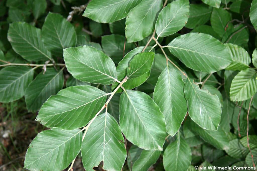 Orient-Buche (Fagus orientalis)