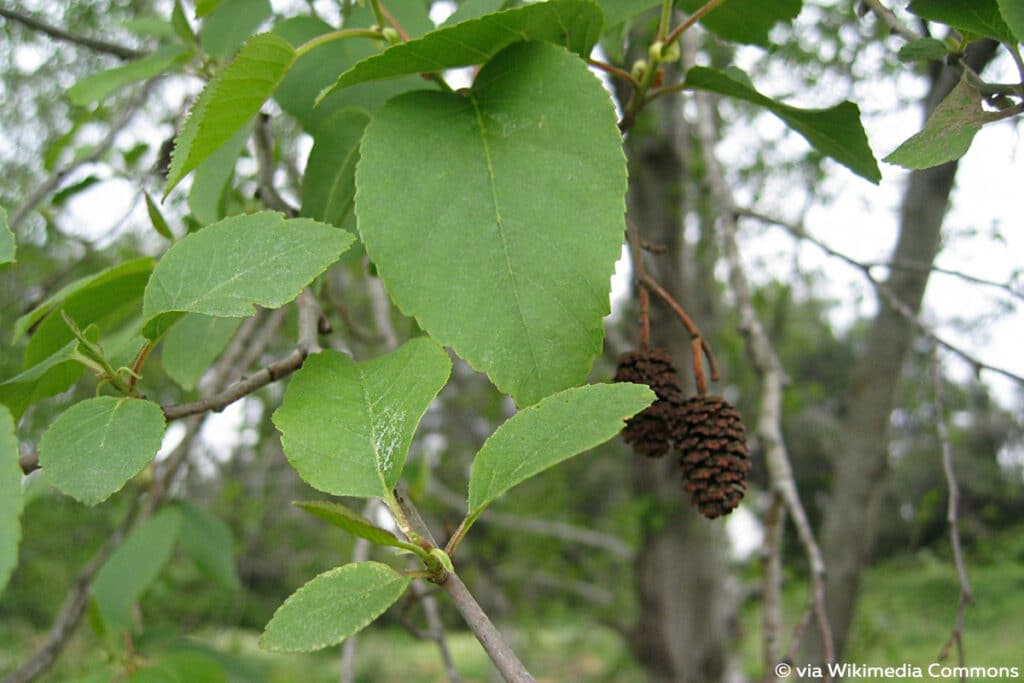 Orientalische Erle (Türkische Erle, bot. Alnus orientalis), Erlenblatt