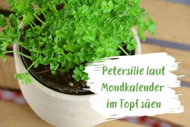 Petersilie im Topf