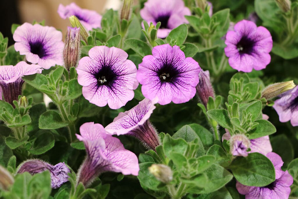 Petunie (Petunia), Sommer Blumen