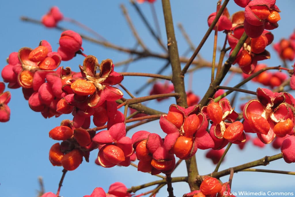 Pfaffenhütchen (Euonymus europaeus)