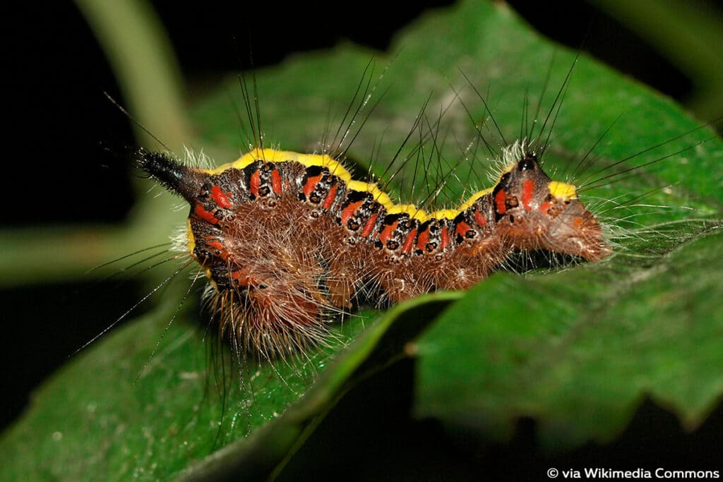 Pfeileule (Acronicta psi)