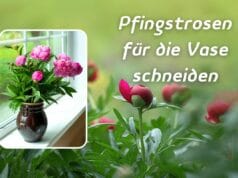 Pfingstrosen für die Vase schneiden