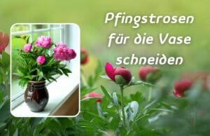 Pfingstrosen für die Vase schneiden