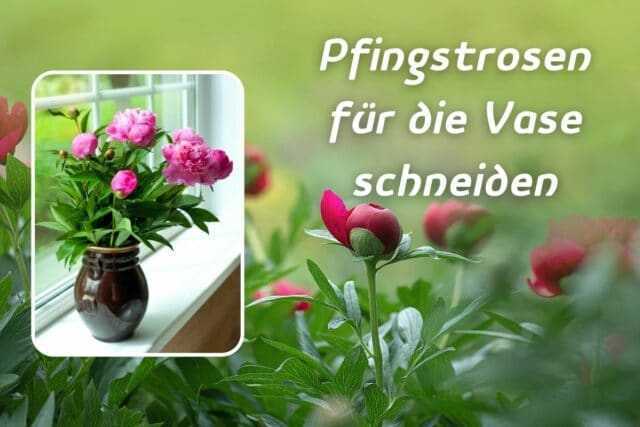 Pfingstrosen für die Vase schneiden