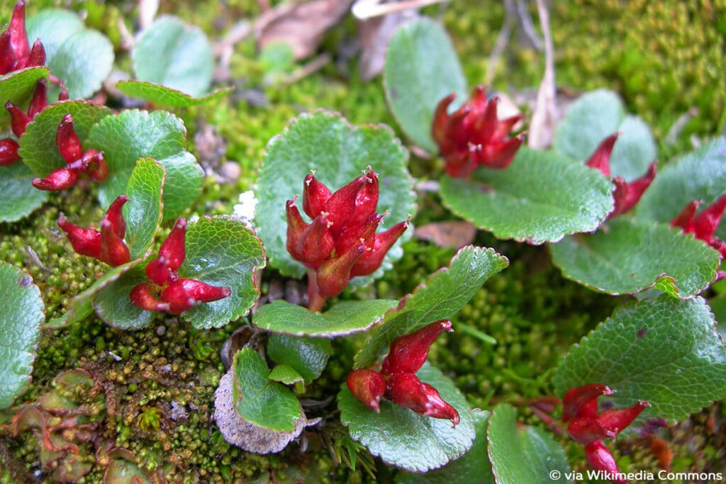 Polar-Weide (Salix polaris)