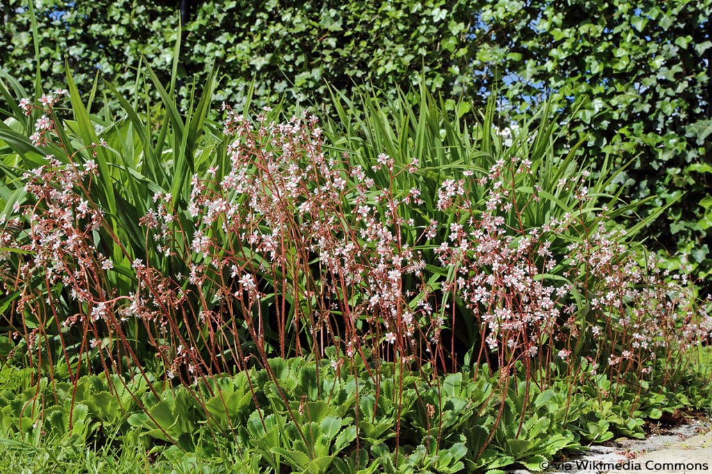 Porzellanblümchen (Saxifraga x urbium)