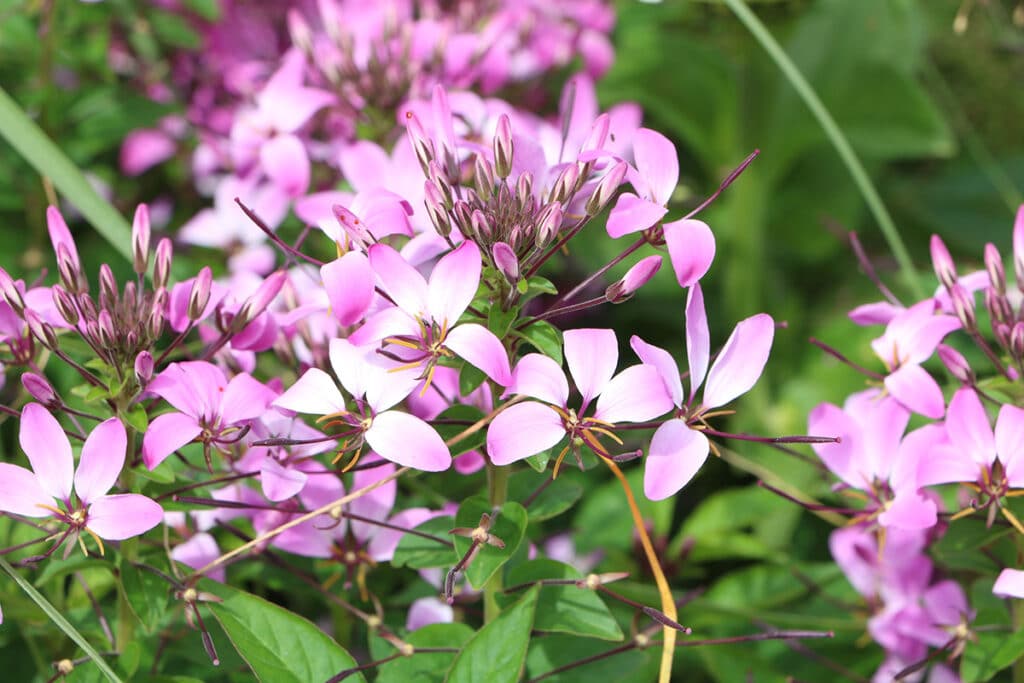 Prachtkerze (Gaura lindheimeri), Blumen blühen