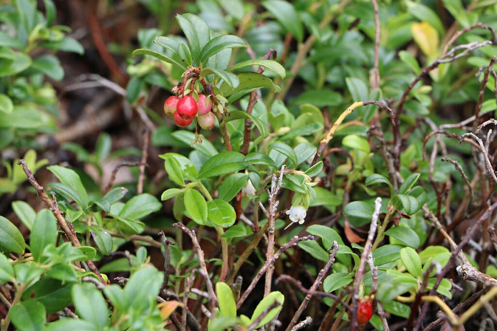 Preiselbeere (Vaccinium vitis-idaea)