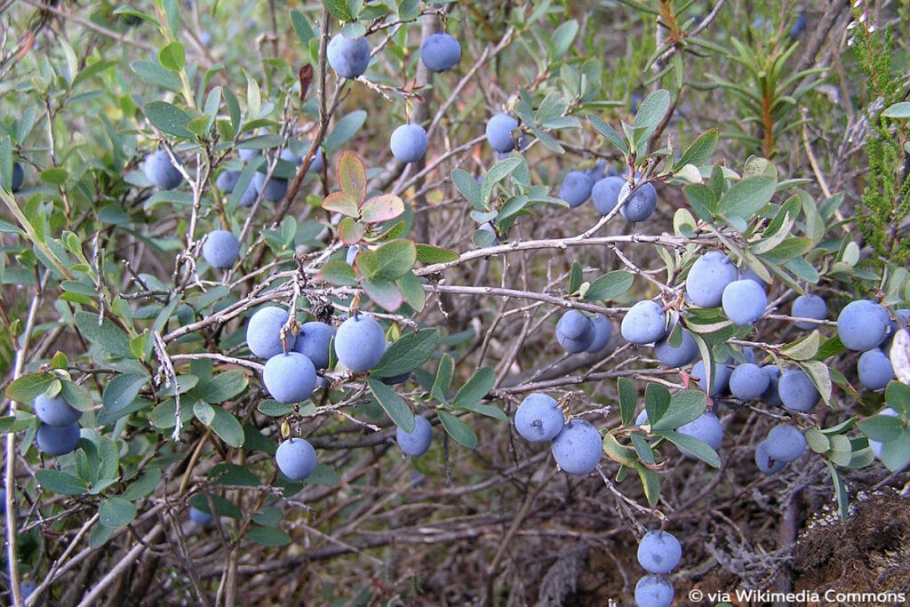 Rauschbeere (Trunkelbeere, Moorbeere, Nebelbeere, Kronsbeere, bot. Vaccinium uliginosum)