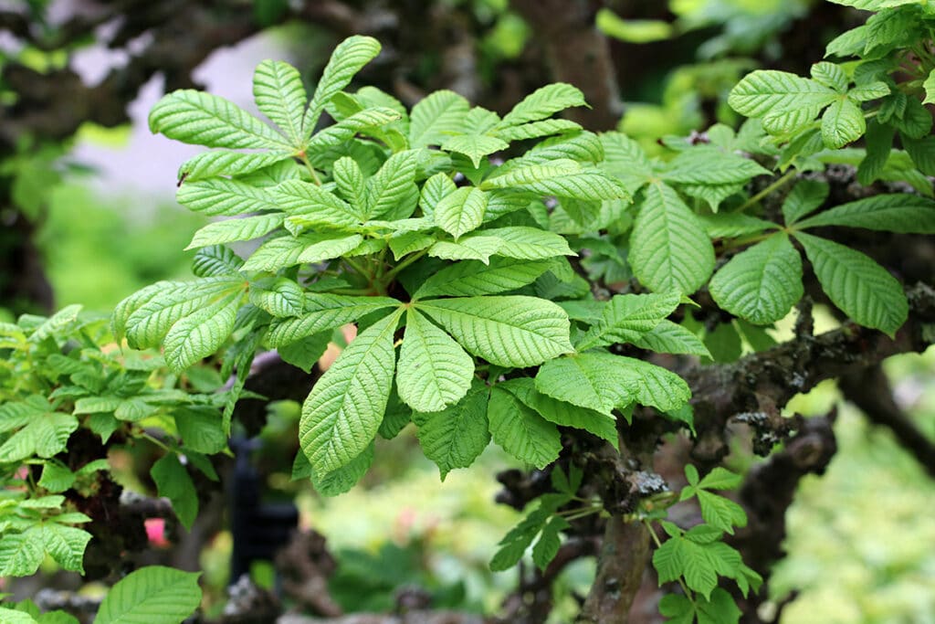 Aesculus hippocastanum, große Blätter