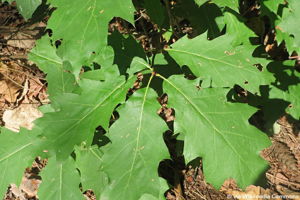 Rot-Eiche (Quercus rubra)