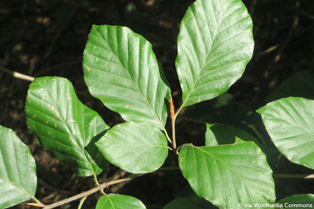 Fagus sylvatica, Rotbuche, Buchenblatt