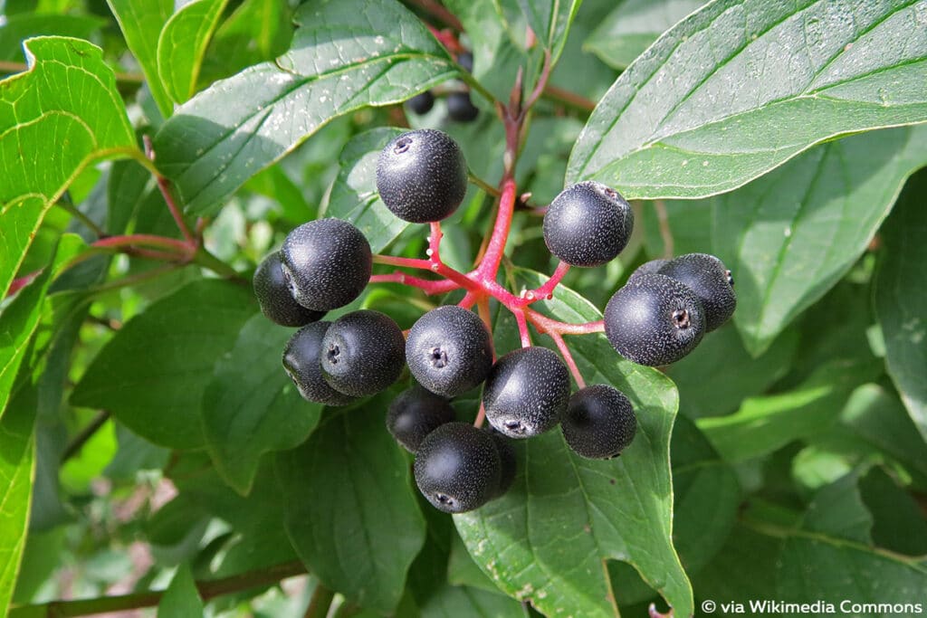 Roter Hartriegel - Cornus sanguinea, Schattenspender