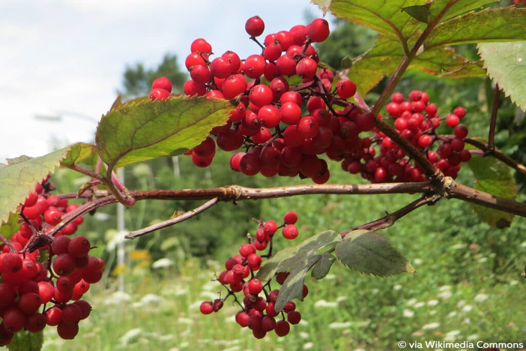 Roter Holunder (Sambucus racemosa), rote Beeren