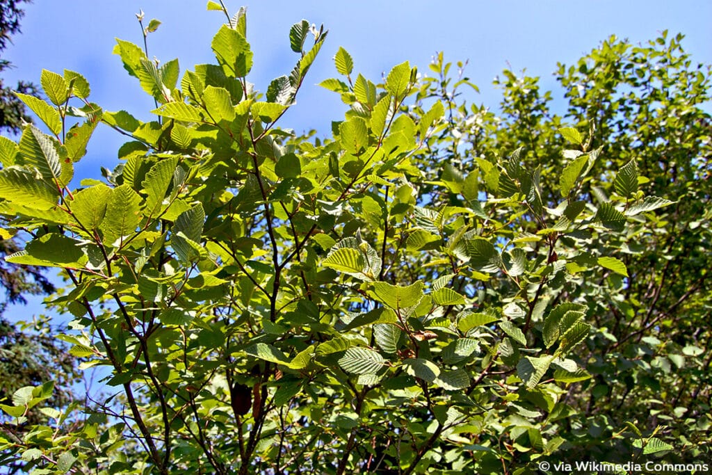 Runzelblättrige Erle (Alnus incana subsp. rugosa)