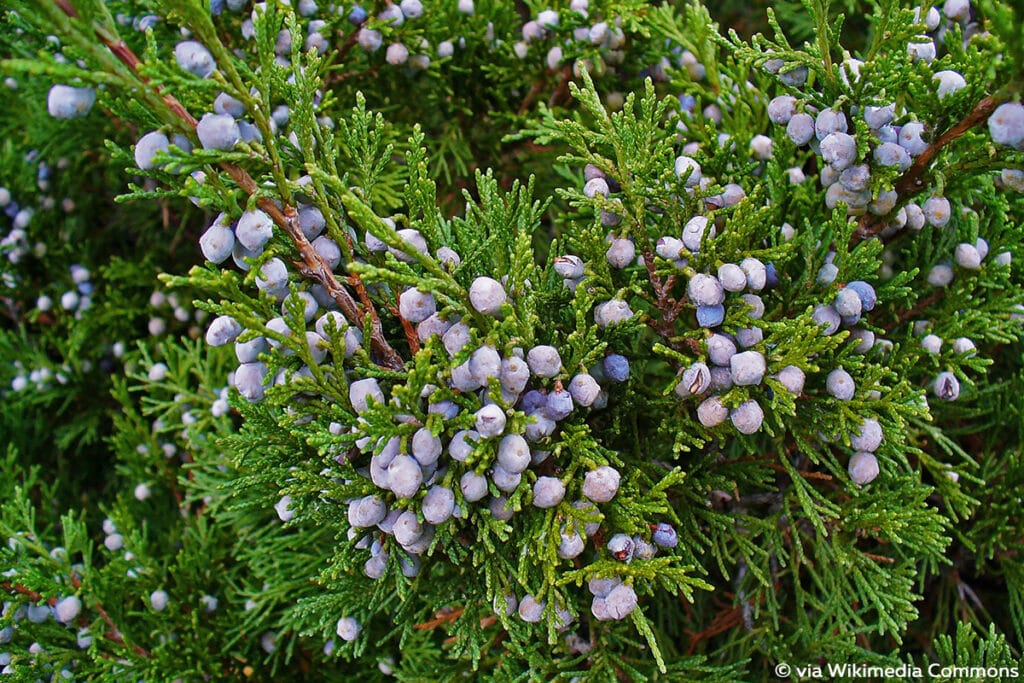 Sadebaum (Stink-Wacholder, Gift-Wacholder, bot. Juniperus sabina), blaue Beeren