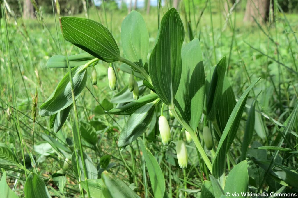 Schattenblume, Salomonssiegel (Polygonatum odoratum), Duftende Weißwurz