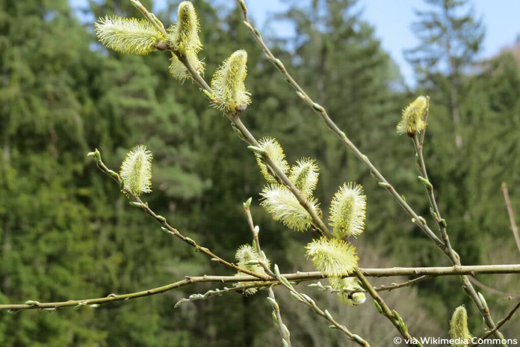 Salweide (Salix caprea), Weidensträucher