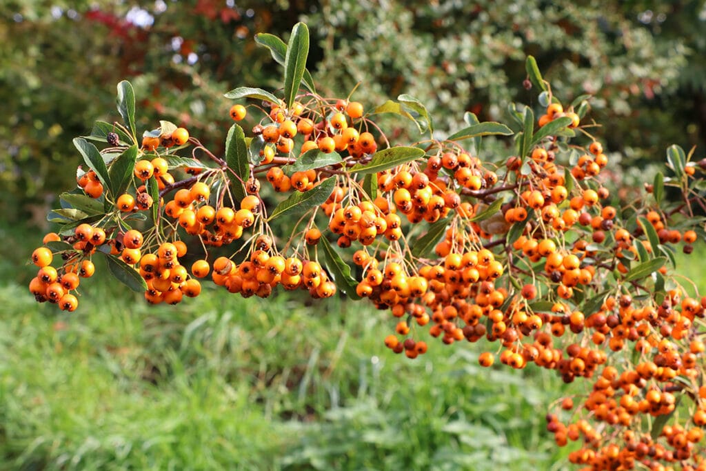 Sanddorn (Hippophae rhamnoides), orange Beeren