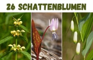 Schattenblumen