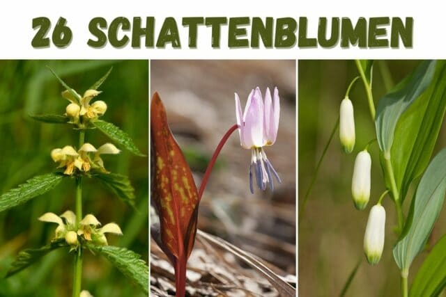 Schattenblumen